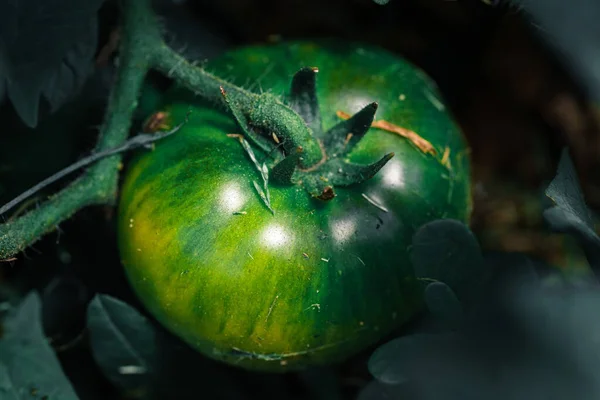 Planta Tomate Orgânico Fresco Jardim Ucraniano — Fotografia de Stock