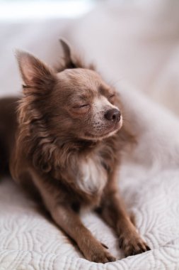Leylak rengi uzun saçlı chiwawa - yakın çekim fotoğrafçılık