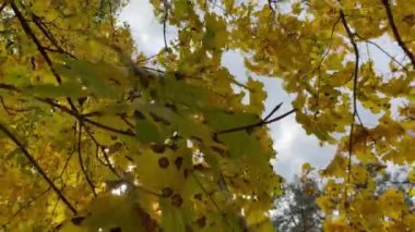 Güneşli bir günde parkta sonbahar yaprakları