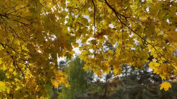 Herbstblätter Park Sonnigen Tagen — Stockvideo