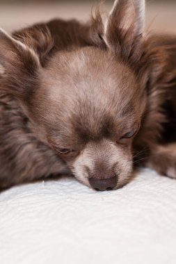 Leylak rengi uzun saçlı chiwawa - yakın çekim fotoğrafçılık