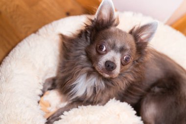 Leylak rengi uzun saçlı chiwawa - yakın çekim fotoğrafçılık