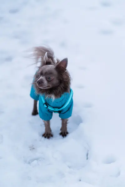 Leylak Rengi Uzun Saçlı Chiwawa Köpeği Kışın Oynuyor — Stok fotoğraf