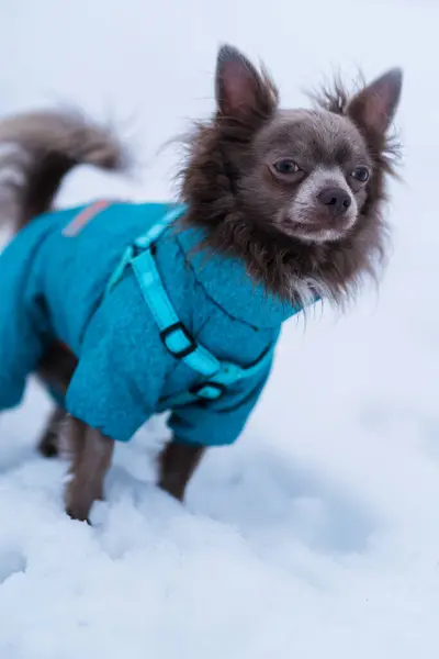 Leylak Rengi Uzun Saçlı Chiwawa Köpeği Kışın Oynuyor — Stok fotoğraf