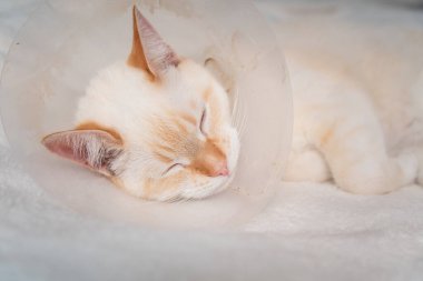 Hasta Kırmızı Nokta evcil kedisi (Tayland Siyamı) doktor ziyaretinden sonra uyuyor
