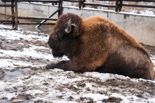 Ukrainian Bison Zubr Ukrainian Zoo Winter Time — Stock Photo, Image