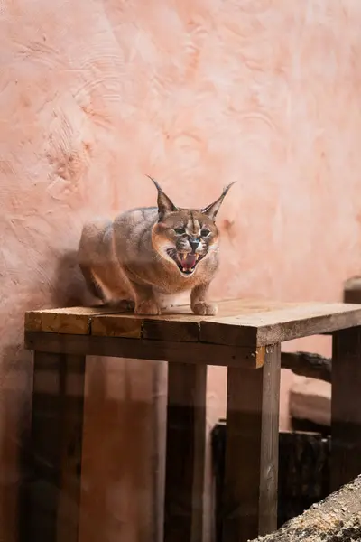 Angry Lynx Portrait Ukrainian Zoo — Stock Photo, Image