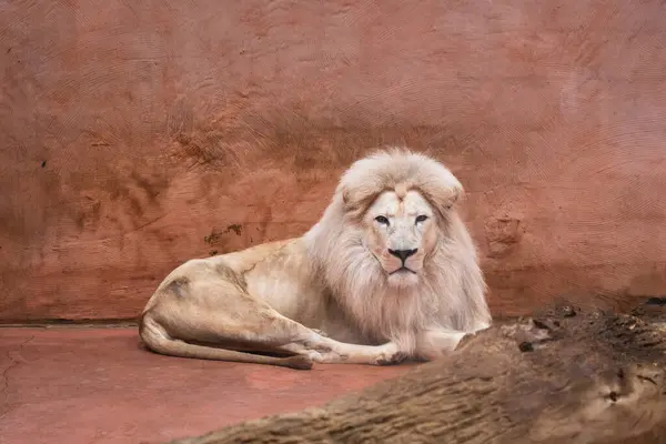 White African Lion Lying Floor Ukrainian Zoo — Stock Photo, Image