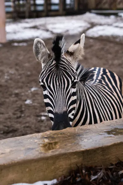 Chiudi Animale Zebra Nello Zoo Ucraino — Foto Stock
