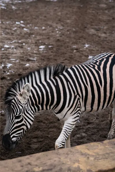 Chiudi Animale Zebra Nello Zoo Ucraino — Foto Stock