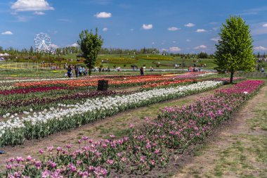 Ukrayna 'da bahar laleleri parkı