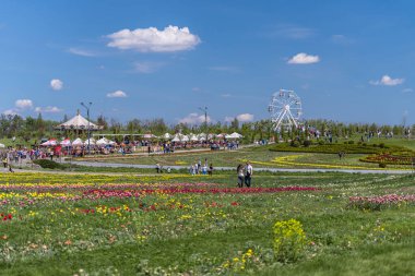 Ukrayna 'da bahar laleleri parkı