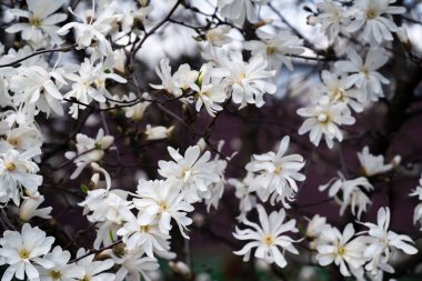 Güneşli bir bahar gününde beyaz magnolea