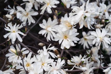 Güneşli bir bahar gününde beyaz magnolea