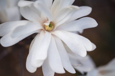 Güneşli bir bahar gününde beyaz magnolea