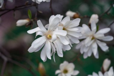 Güneşli bir bahar gününde beyaz magnolea