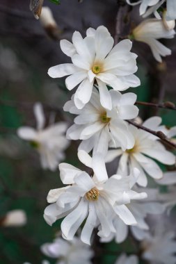 Güneşli bir bahar gününde beyaz magnolea