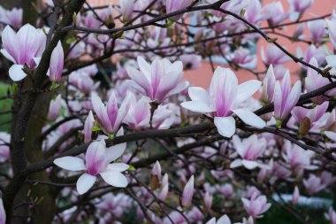 Bahar bahçesinde pembe güzel magnezyum.