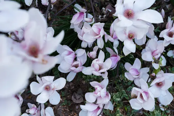 Rosa Magnolea Bonita Jardim Primavera — Fotografia de Stock