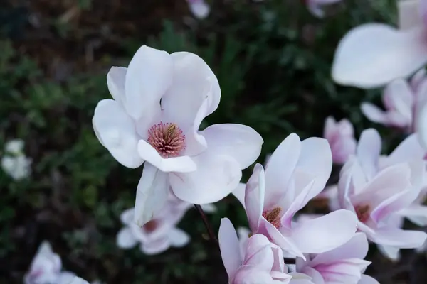 Rosa Hermosa Magnolea Jardín Primavera — Foto de Stock