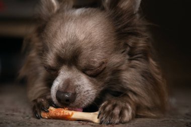 Leylak rengi, uzun saçlı, Chiwawa 'lı tatlı yiyor.