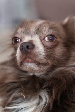 Leylak uzun saçlı chiwawa portresi, yakın plan.