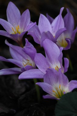 Sonbahar bahçesinde parlak mor timsahlar