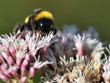 Yaban arısı çiçeklerden nektar toplar.