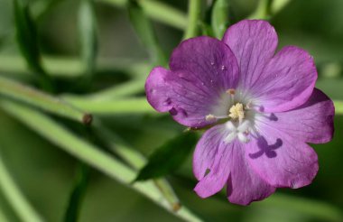 Mor renkli agrostemma githago çiçeğine de mısır koçanı denir.