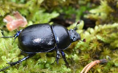 Bok böceği yeşil yosun üzerinde yürür 