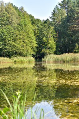 Göl ve ormanın yaz manzarası, ağaçlar su yüzeyine yansıyor