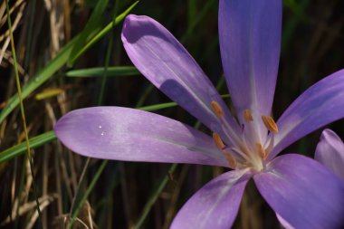 autumn crocus with morning dew and wingless blacksmith