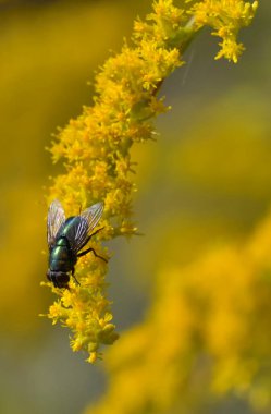 the green fly drinks the nectar from the goldenrod