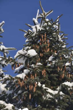 spruce cones on a tree covered with snow