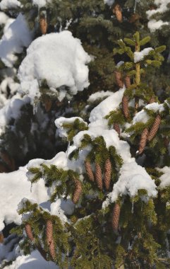 spruce cones on a tree covered with snow
