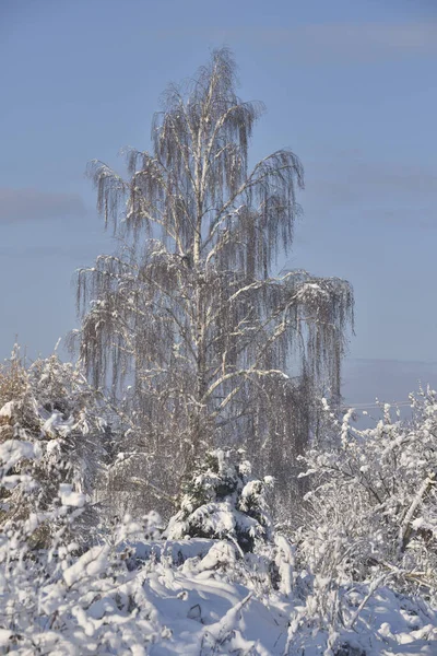 Σημύδα Χειμερινό Τοπίο Πασπαλισμένο Χιόνι — Φωτογραφία Αρχείου