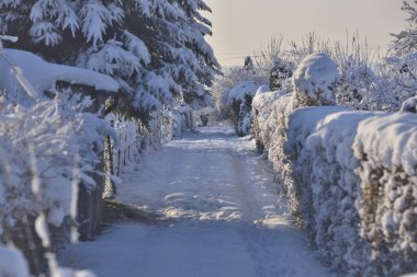 Ağaçların ve çalıların arasında karla kaplı bir yol.