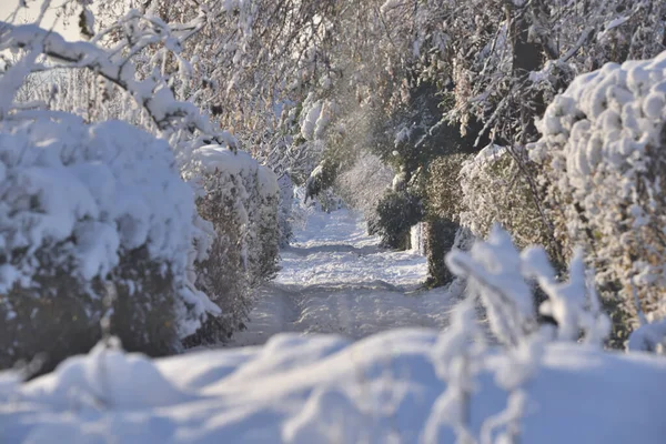 Χωματόδρομος Καλυμμένος Χιόνι Μια Σειρά Από Δέντρα Και Θάμνους — Φωτογραφία Αρχείου
