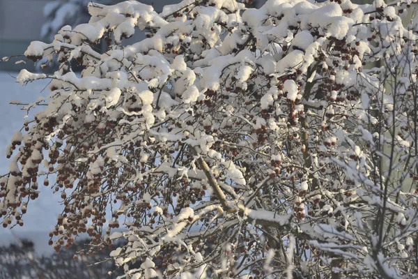 Χειμερινή Περίοδο Δέντρα Και Θάμνοι Καλυμμένοι Χιόνι — Φωτογραφία Αρχείου