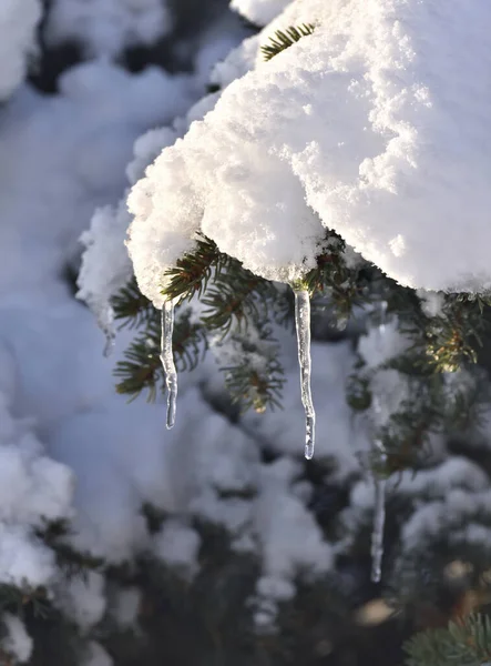 Lucfenyő Gallyak Hóval Borítva Jégcsapok Lógnak Rajtuk — Stock Fotó