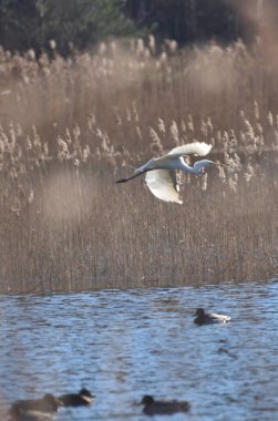 Sazlıkların üzerinde uçan büyük balıkçıl