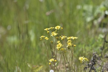 Genç sarı çiçekler, Jacobaea vulgaris