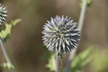 Echinops sphaerocephalus çiçek açmadan hemen önce hala yeşil