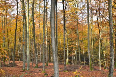 Sonbahar ağaçları sarı altın ve diğer renkler