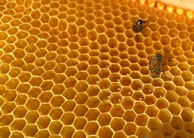 İşçi arılar nektarı bala dönüştürür.