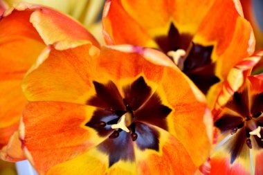 tulips interior view with stamens and pistil and base of petals clipart