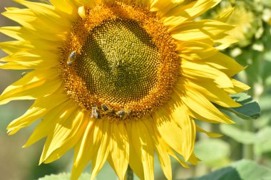 Tüm ayçiçeği tarlası kendini tüm cazibesiyle sunar.