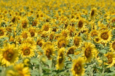 Tüm ayçiçeği tarlası kendini tüm cazibesiyle sunar.