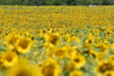 Tüm ayçiçeği tarlası kendini tüm cazibesiyle sunar.