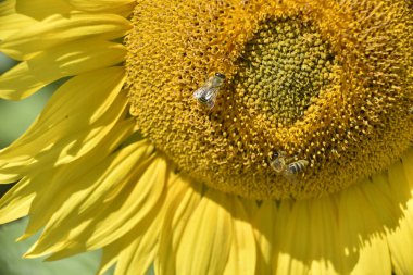 Tüm ayçiçeği tarlası kendini tüm cazibesiyle sunar.
